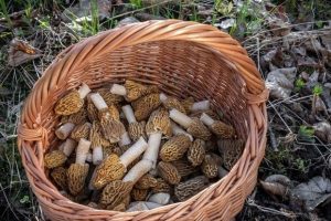 Под угрозой — сами грибники: в Роспотребнадзоре напомнили, как не отравиться грибами